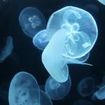 National Aquarium