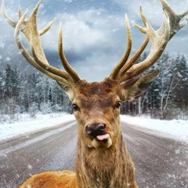 Elk Reserve Visit