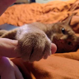Cash For Hemi