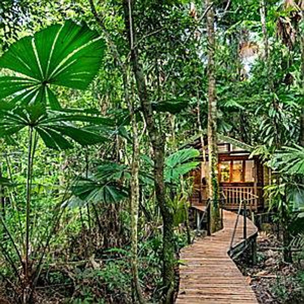 Daintree Rainforest Treehouse Stay