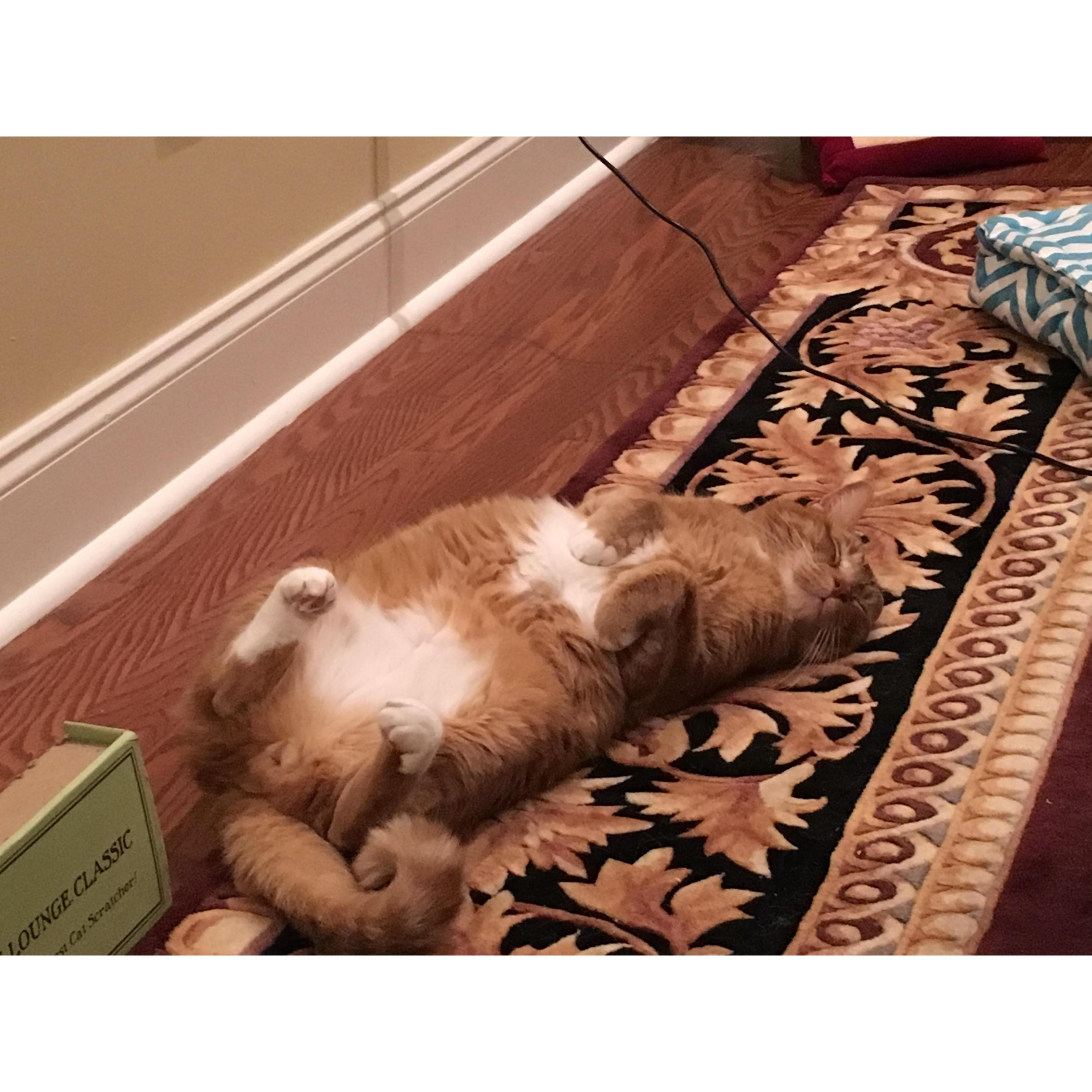 Our family...Cat #1
Zeus “Mr. Poo” Corriveau