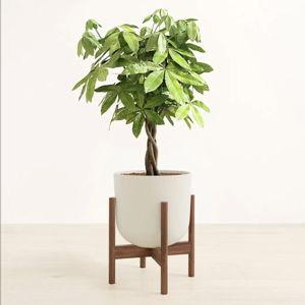 Money Tree - Pot: Natural Bamboo - Stand: Walnut