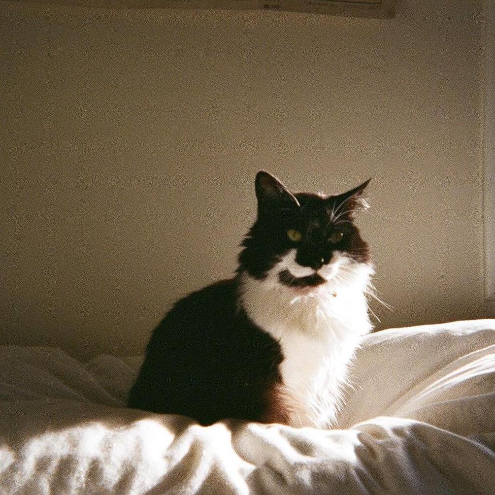This is our cat, Piper