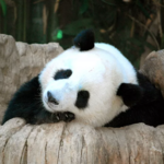 San Diego Zoo