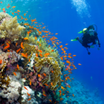 Scuba Daving