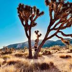 Joshua Tree National Park