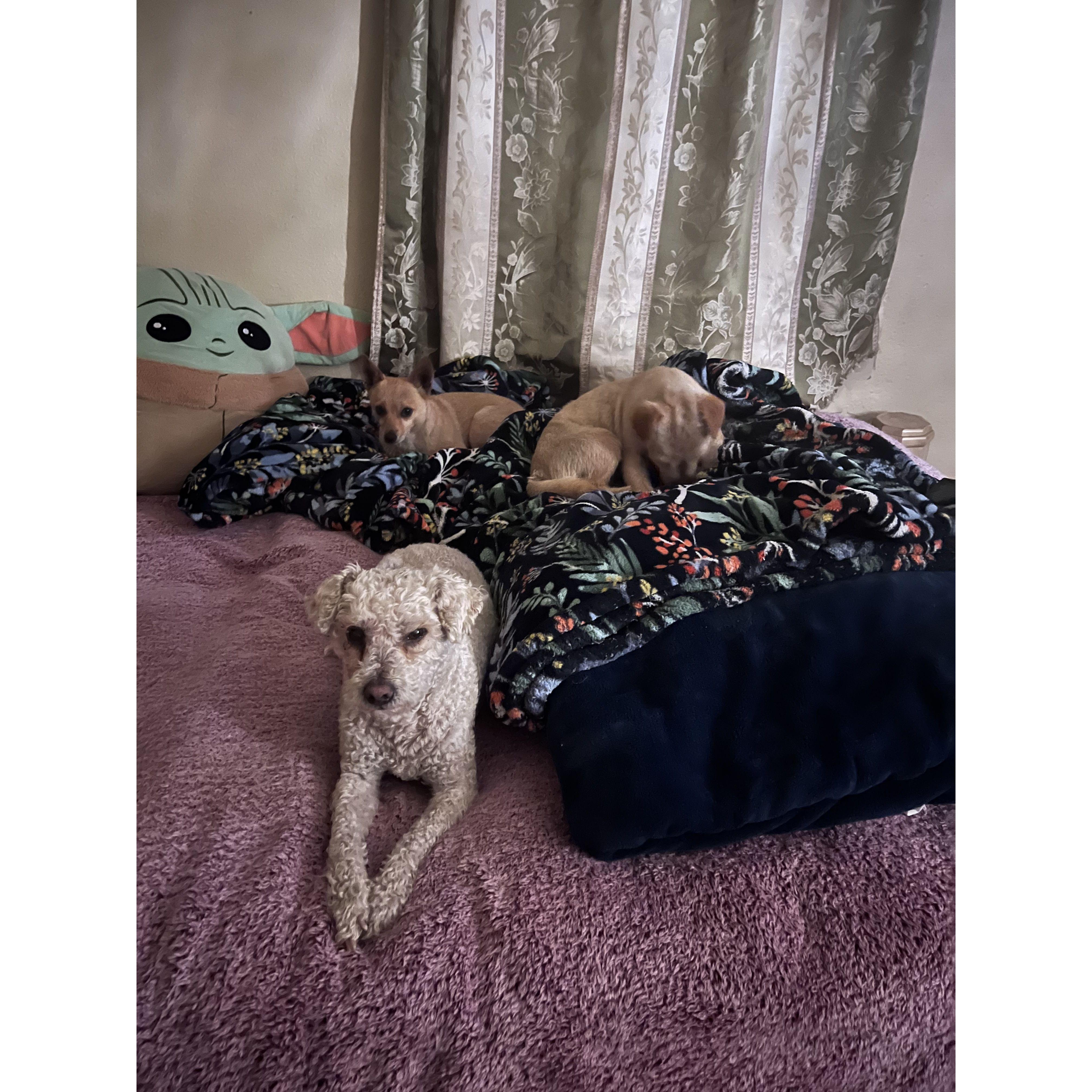 Our fur babies 🐾