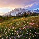 Mount Rainier National Park