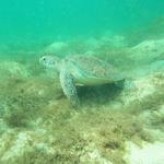 Sea Turtle Snorkeling Adventure