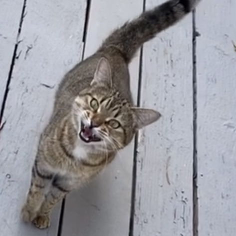 But when a cat jumped out of the tree and claimed them...