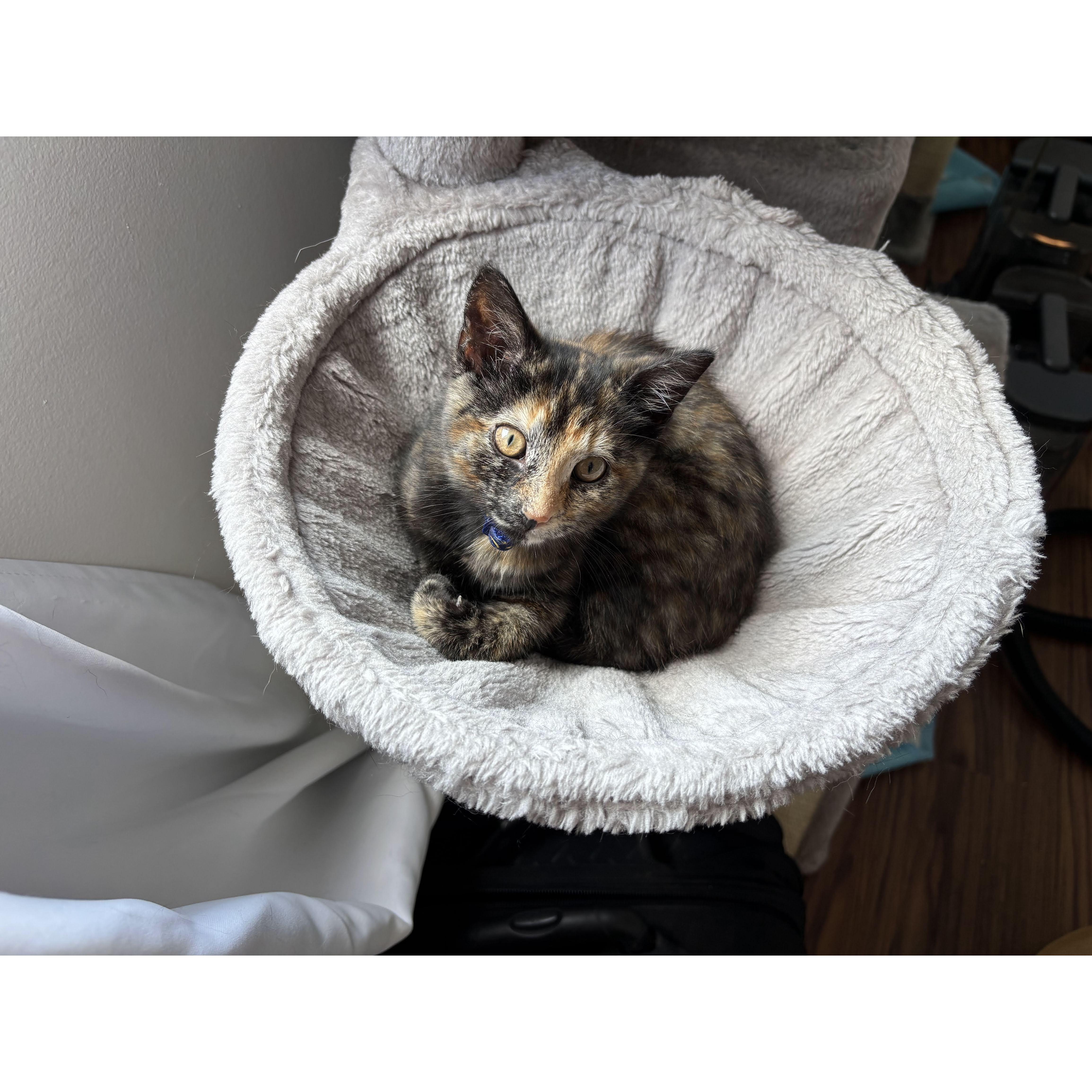 Little Miss Ma'am, of House Tortellini, 5th of her name. You can call her Little Miss for short.