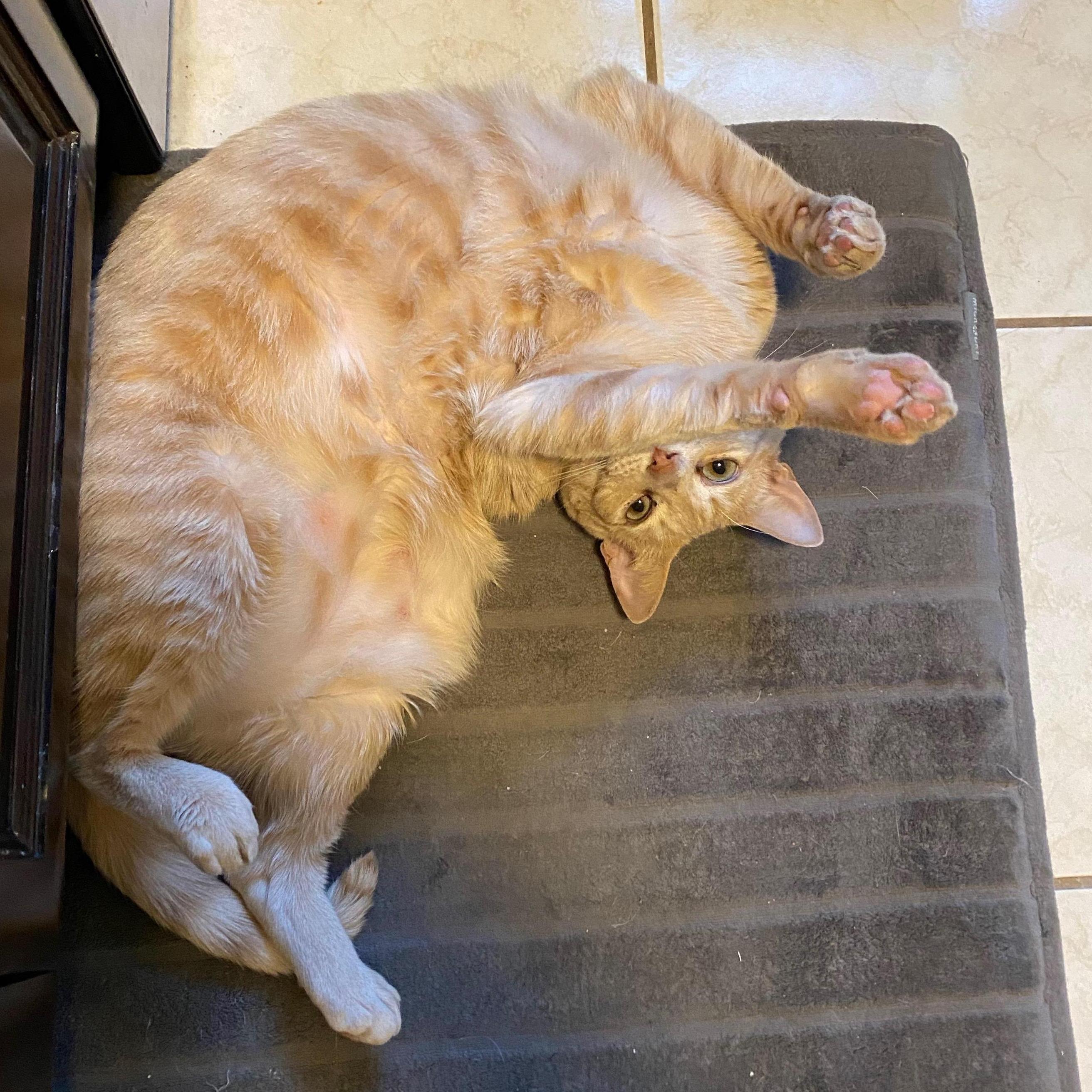 Their cat Penelope!