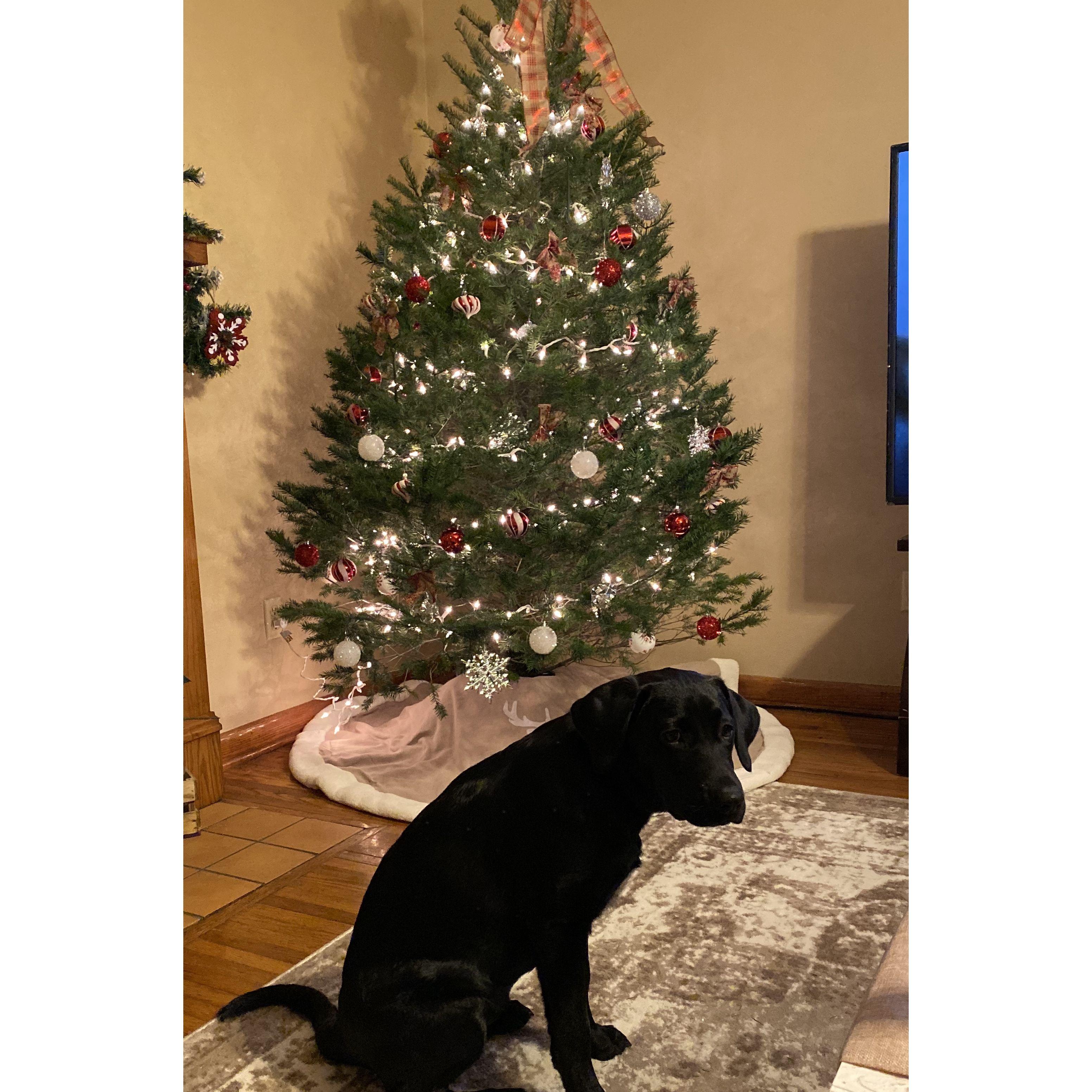 Our Buckhannon apartment with our perfect Christmas dog.
