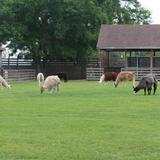 TGR Exotics Wildlife Park