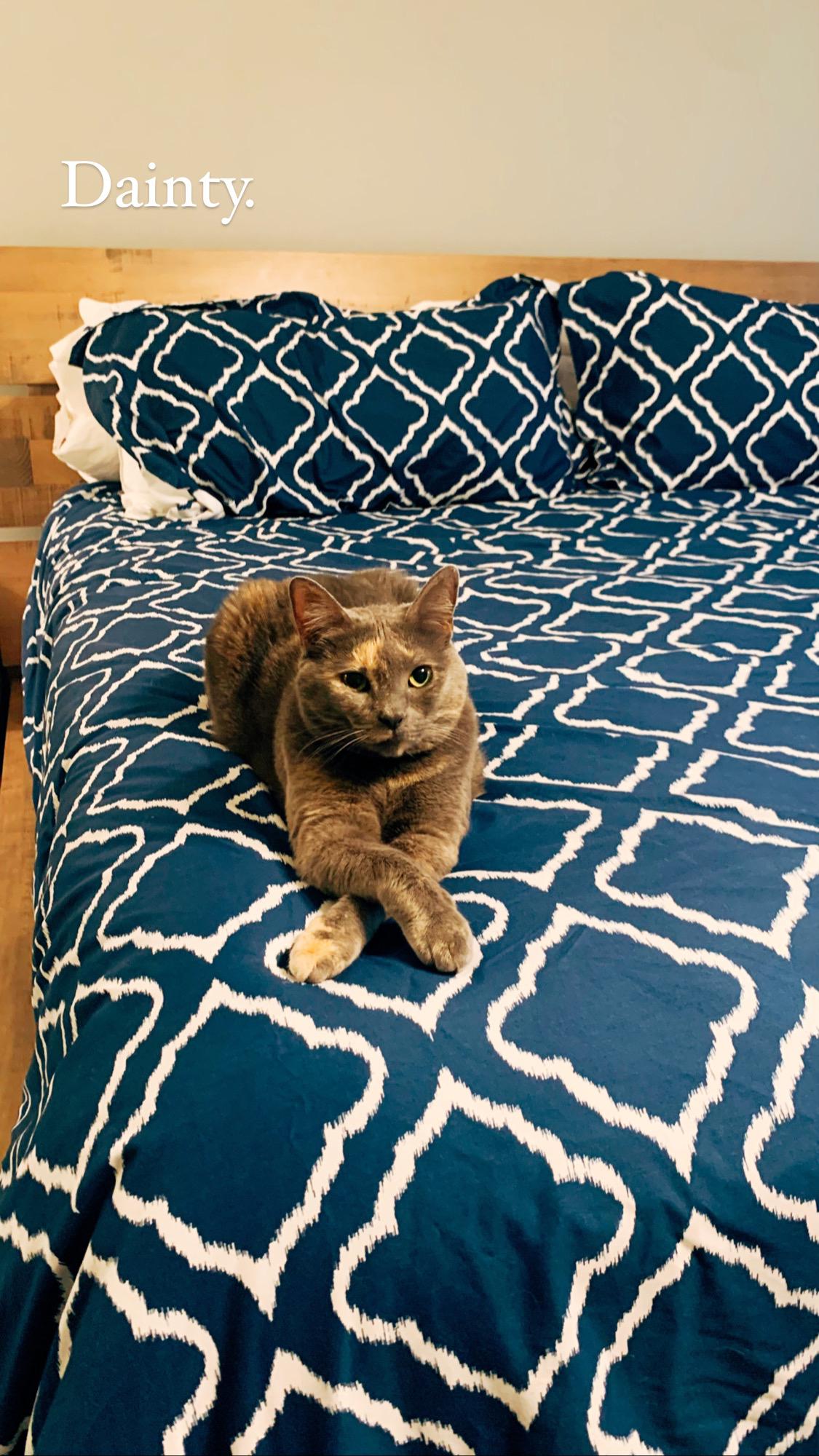 Sweet Pea - though she won’t be at the wedding, she is a very important member of the family! Let’s call her “the boss”.