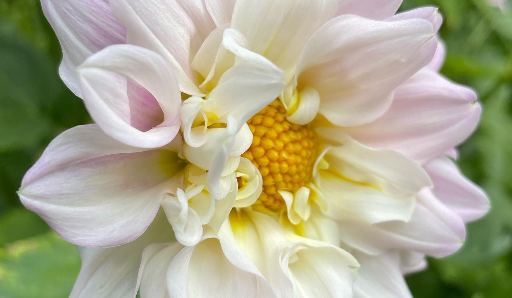 The Wedding Website of Eridana Harder and James Otey