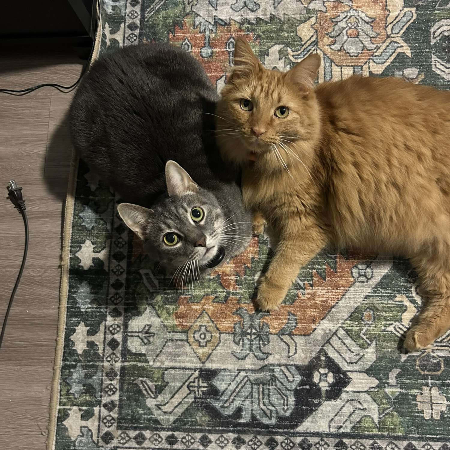 Winston and Orange!