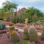 Desert Botanical Garden