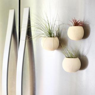 3-Piece Seed Pod Magnet Planter with Air Plant Set