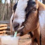 Hoof It Goat Treks - Goats and Floats!