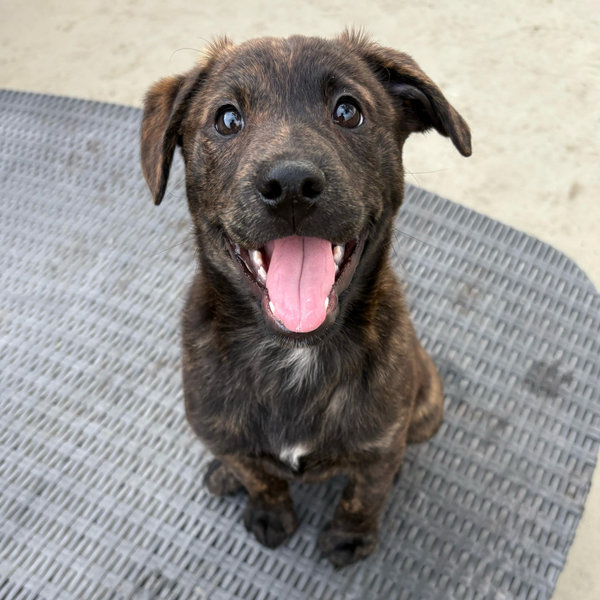 Our New Puppy