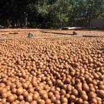 Organic Macadamia Farm Tour