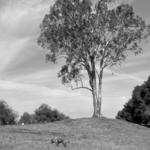 Kenneth Hahn State Recreation Area
