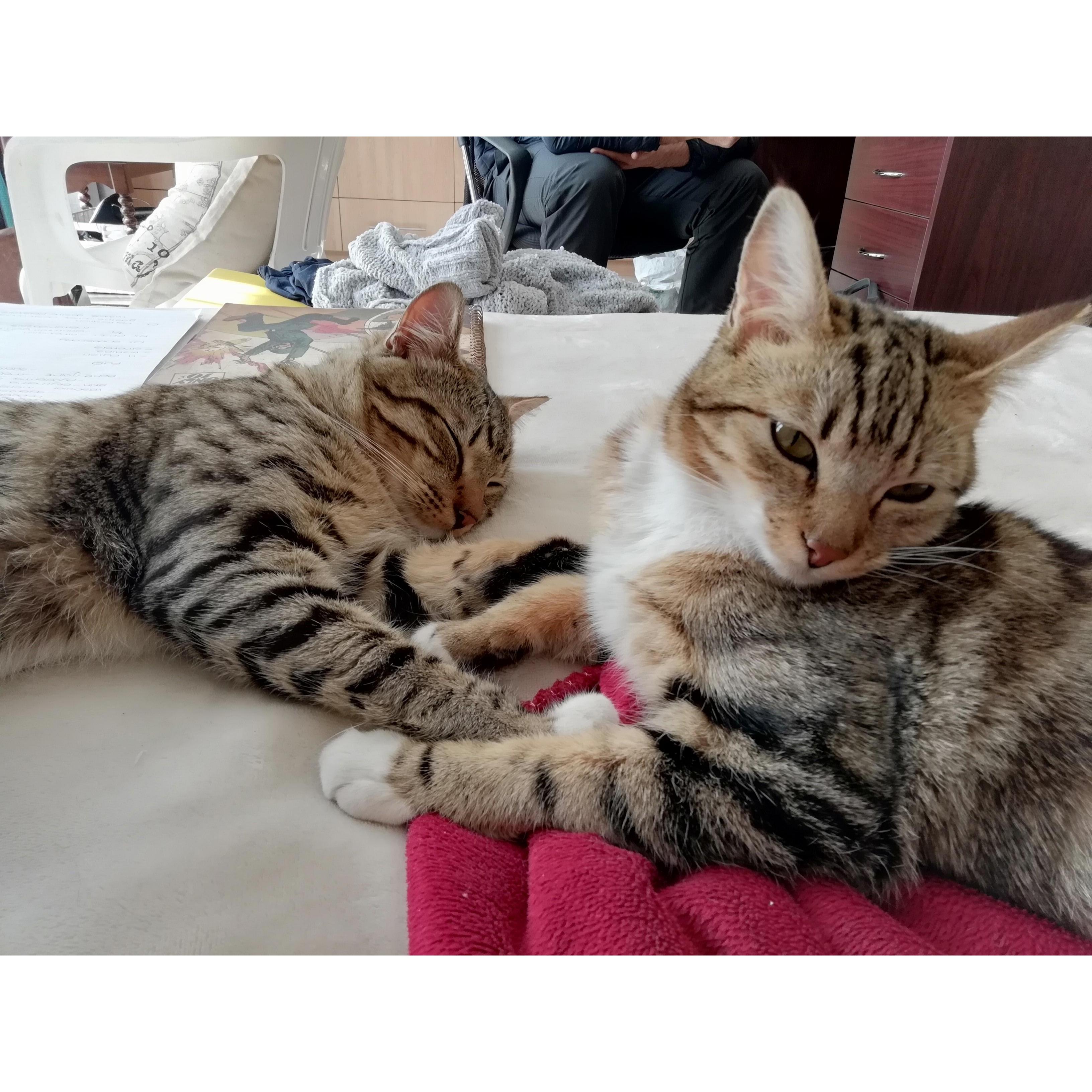 Ons katkinders - Sid en Simba