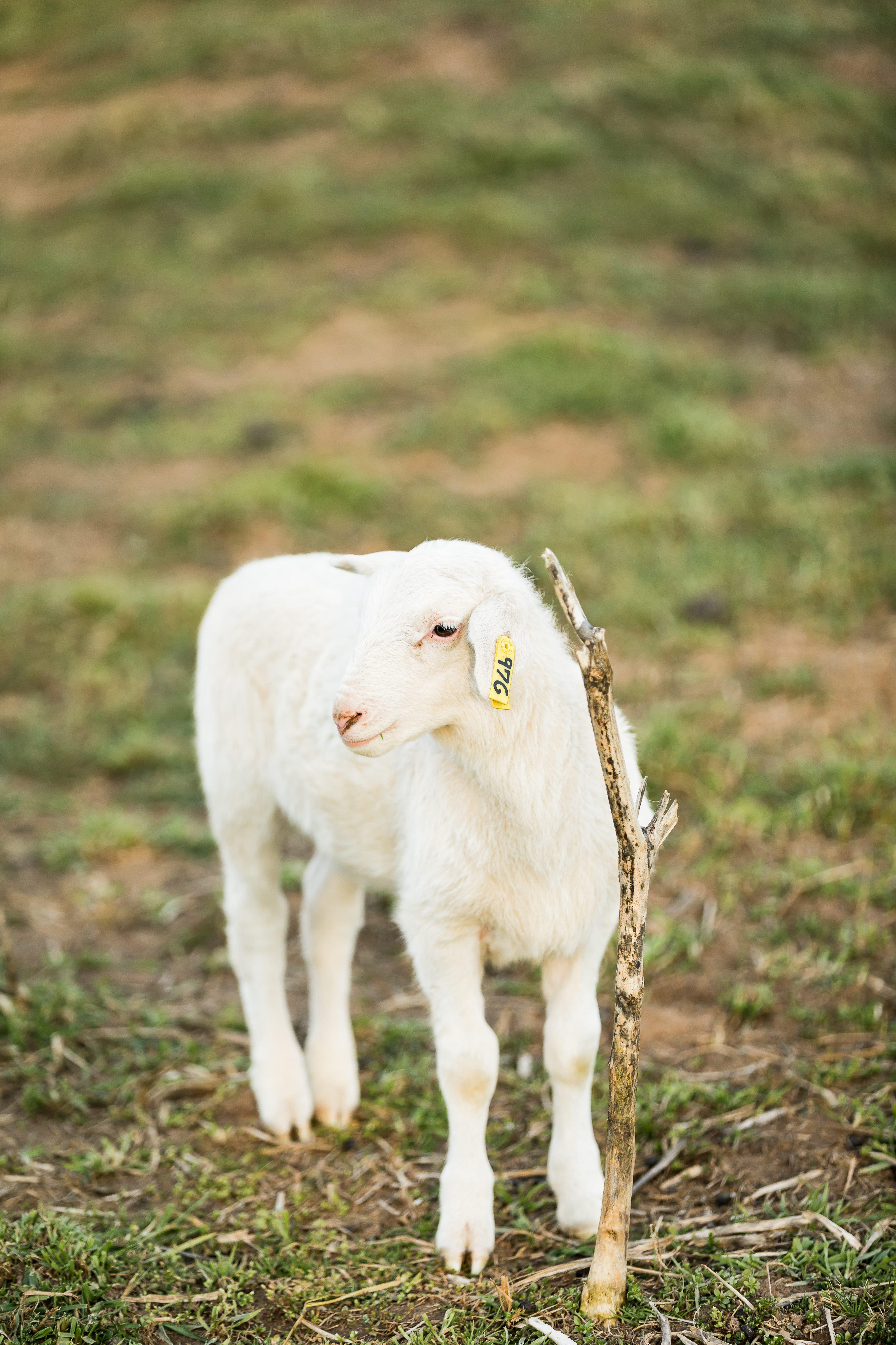 The Wedding Website of Arden Paige Ramming and Bryson Blake Shelton