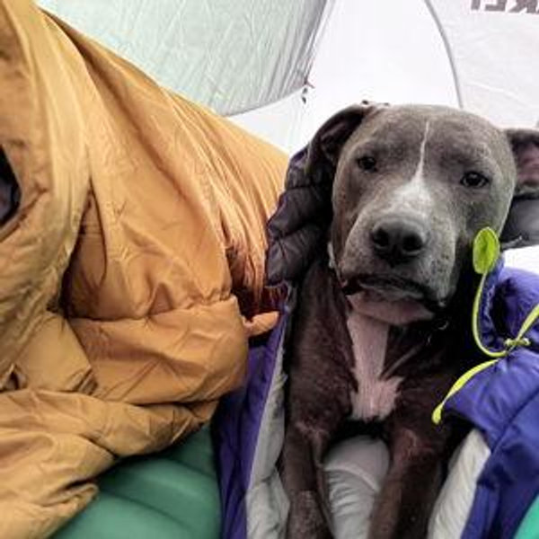 Camping Trip With Dog Kyle