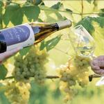 Belle Ame Vineyard