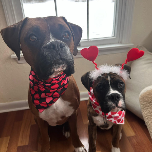 Doggy fund