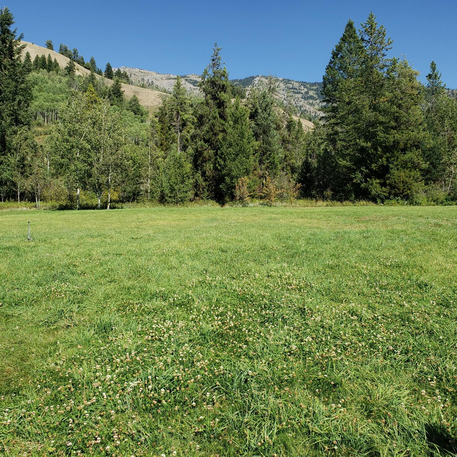 More of the field