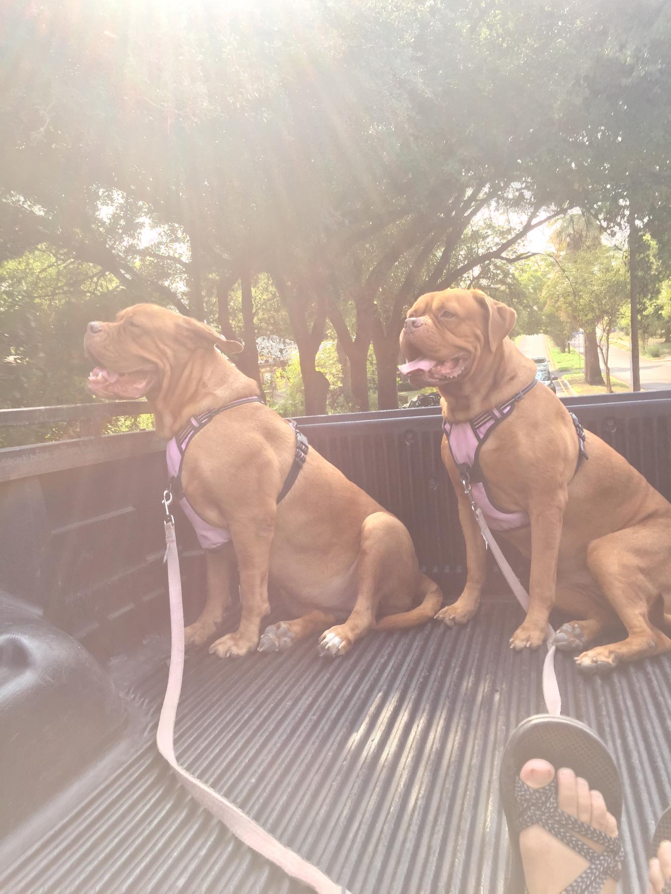 Maddie and Greta in our first truck for a joy ride(: