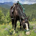 Wild At Heart Horse Rides