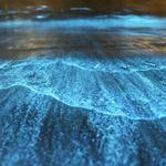 Bahía Bioluminiscente
