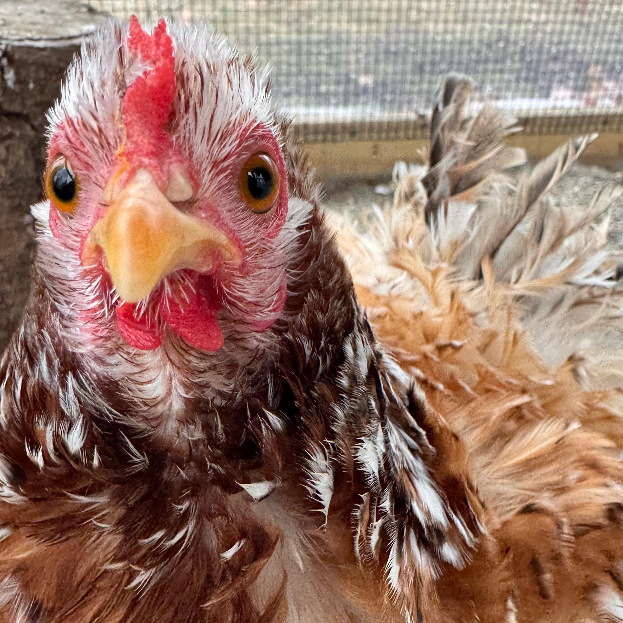 Chicken Fund…again…