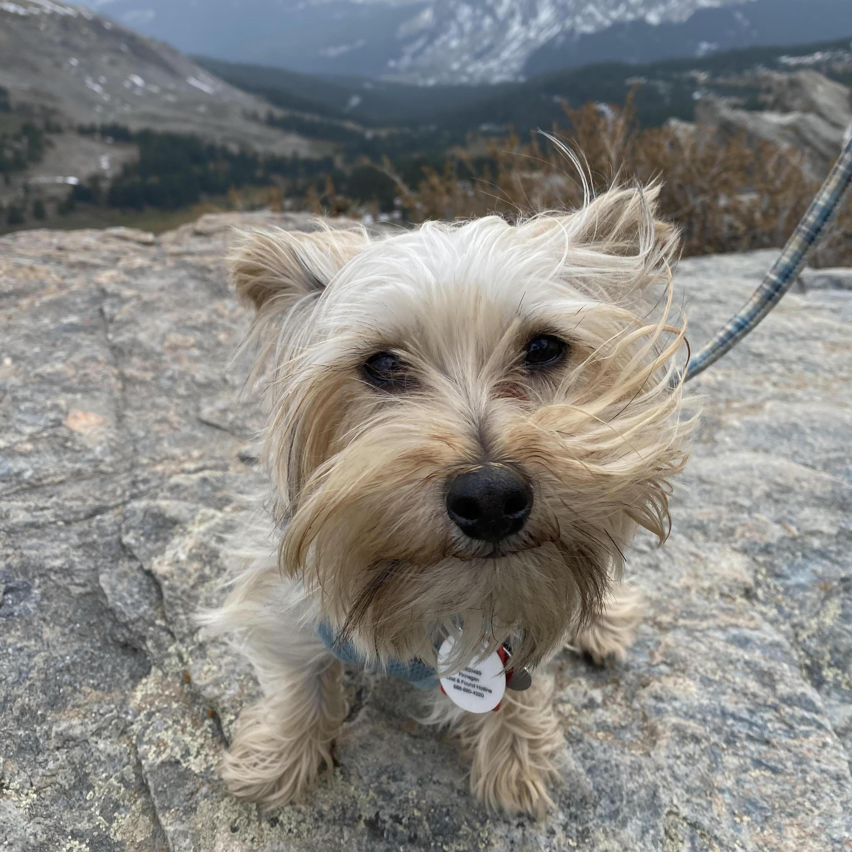 Hiking in Colorado with our little buddy