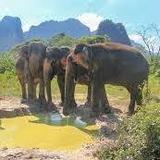 Krabi Elephant Shelter
