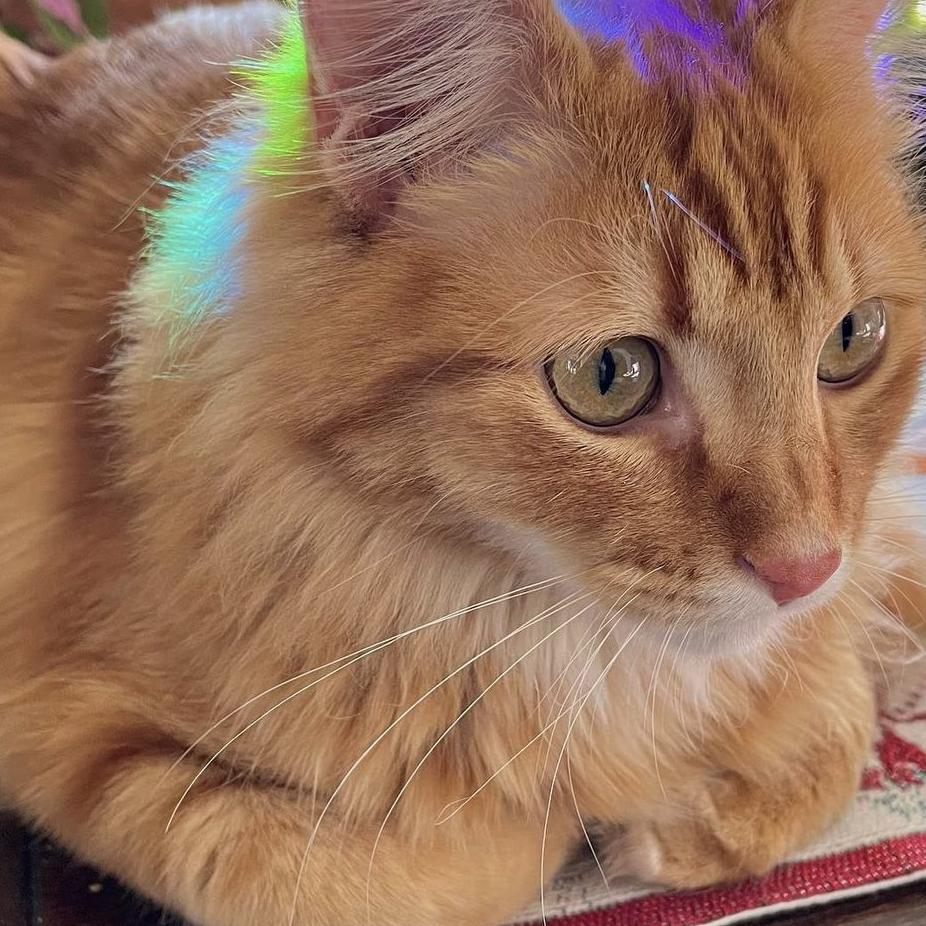 king Leo! 👑 🐈
