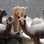 Smith Mountain Lake Farm Alpacas