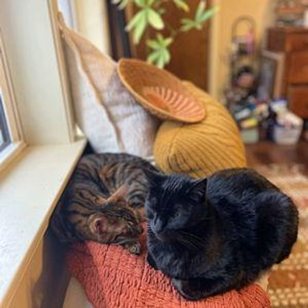 Cat Fund
