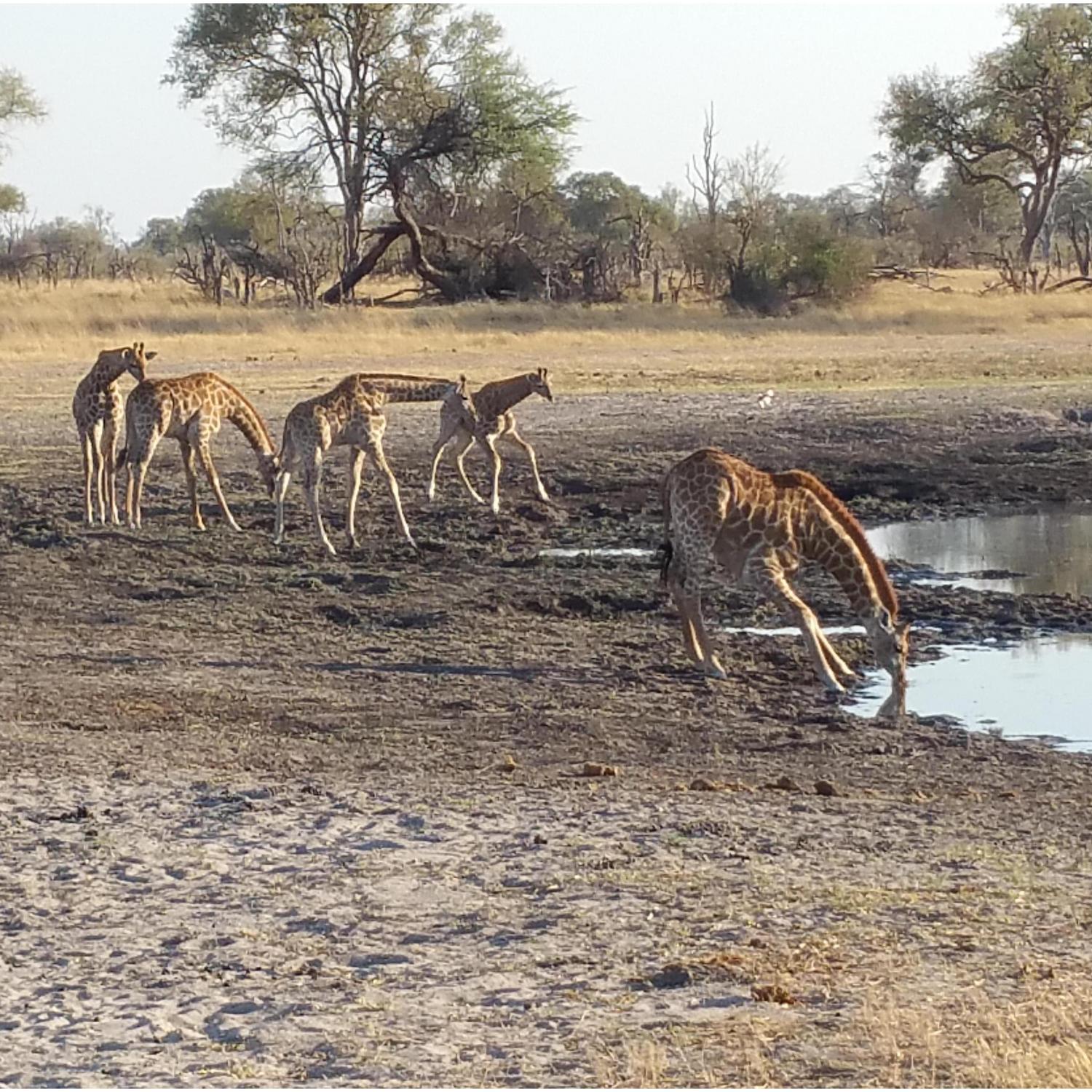 Giraffe nursery, Zimbabwe