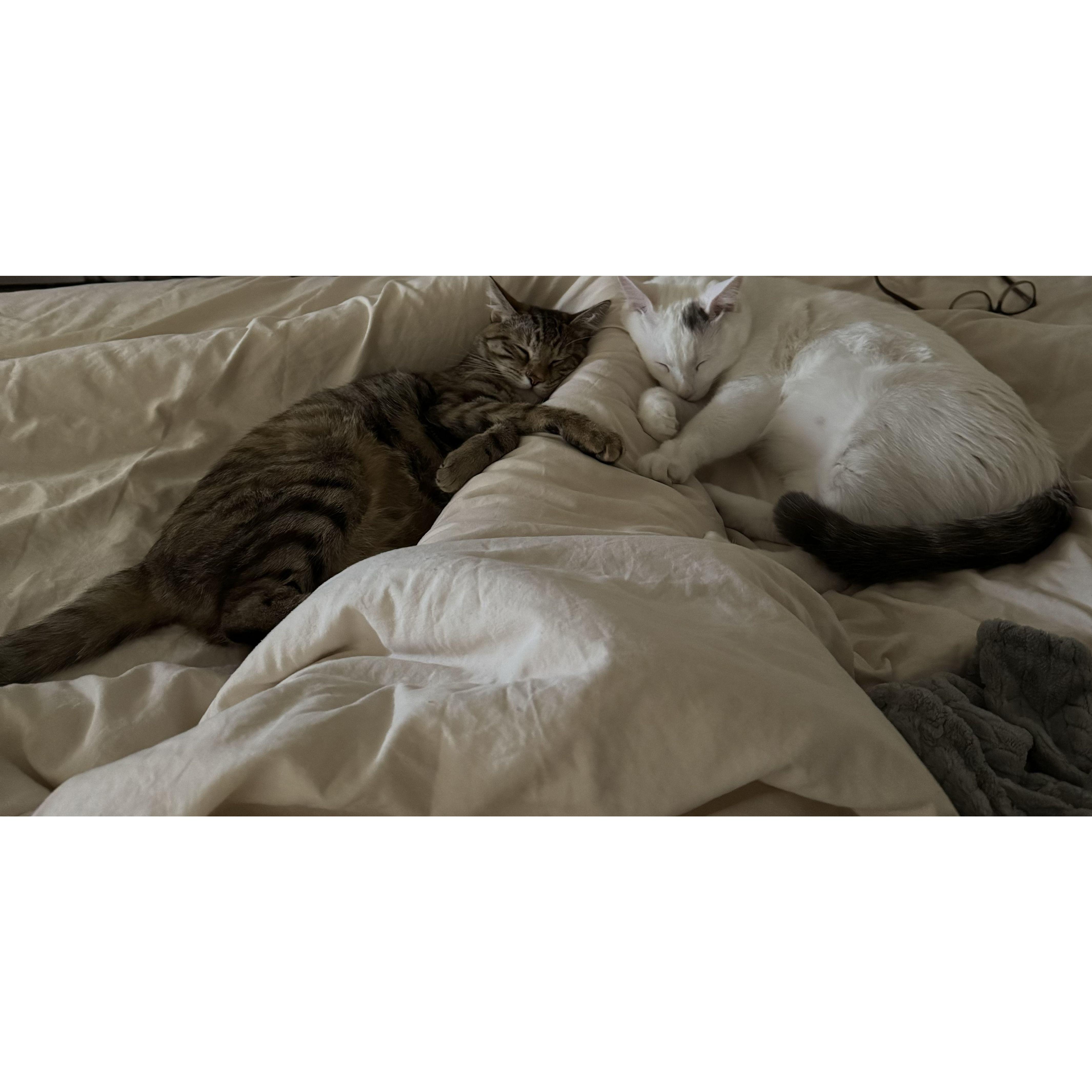 Our fur babies: Pip and Mr. White