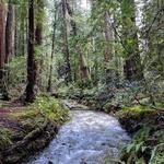 Muir Woods