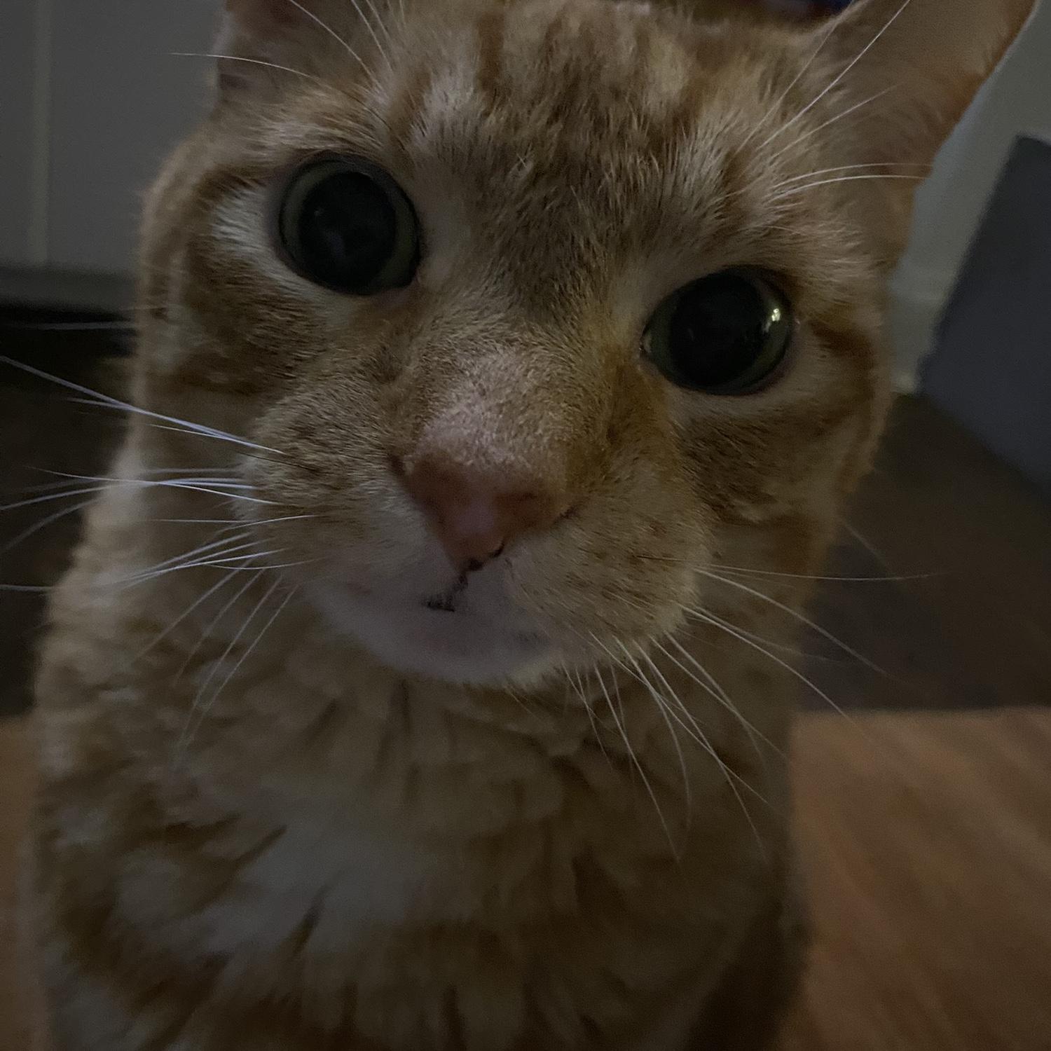 You’ve reached the end of the gallery. Bob says “hi”