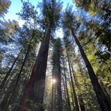 Reinhardt Redwood Regional Park