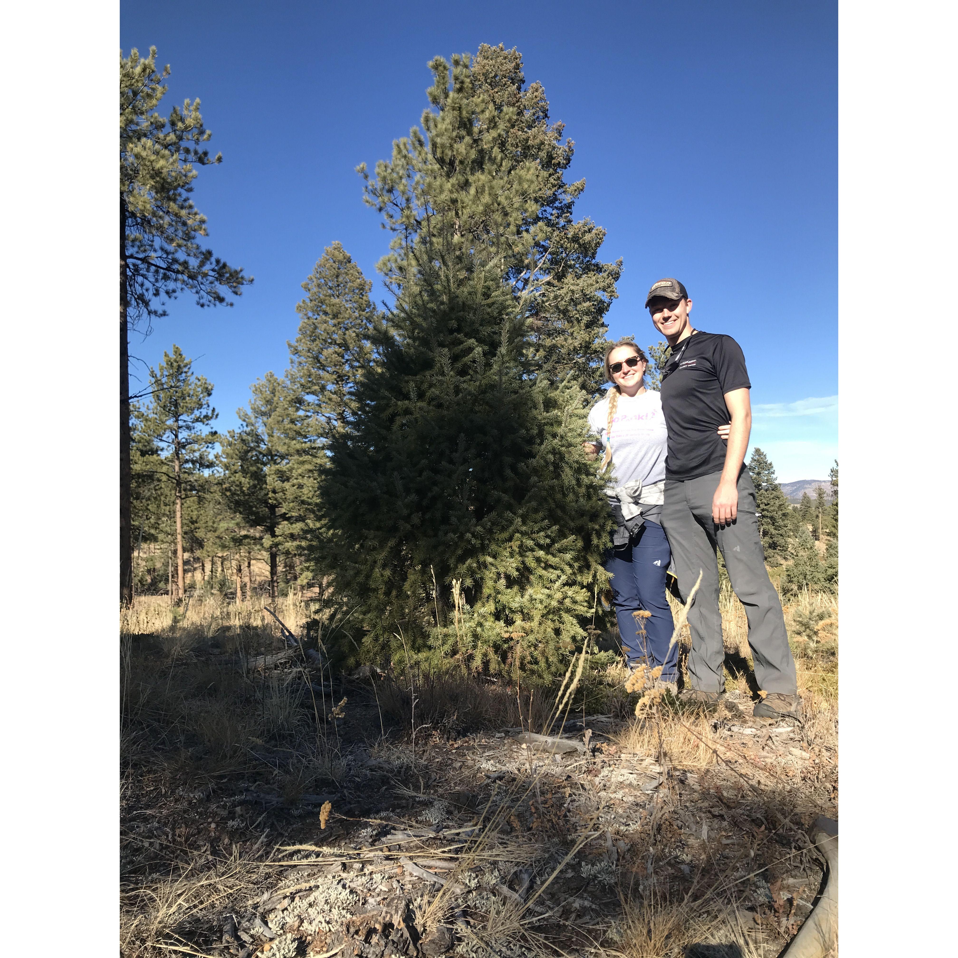 Finding our tree for Christmas in CO!