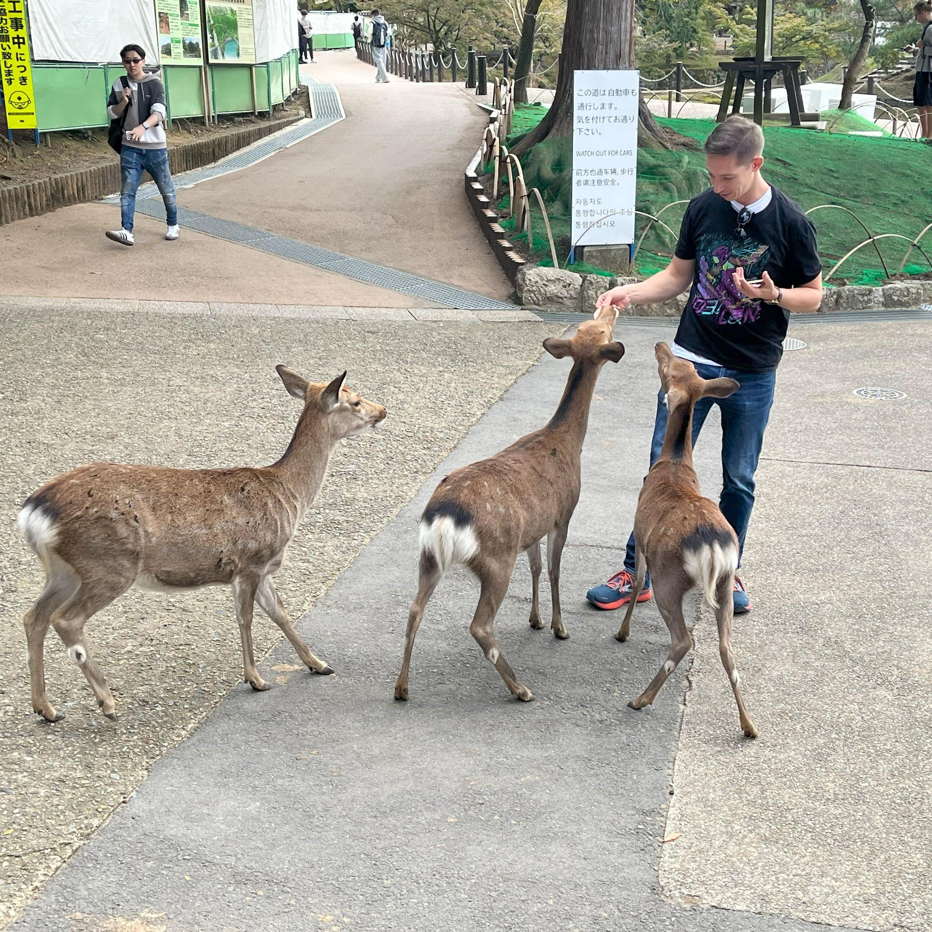 Feeding the deer in Nara