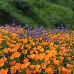 Chino Hills State Park